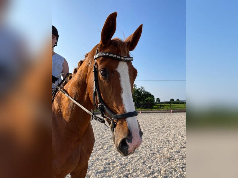 Hannover Giumenta 16 Anni 160 cm Sauro ciliegia in Oftersheim