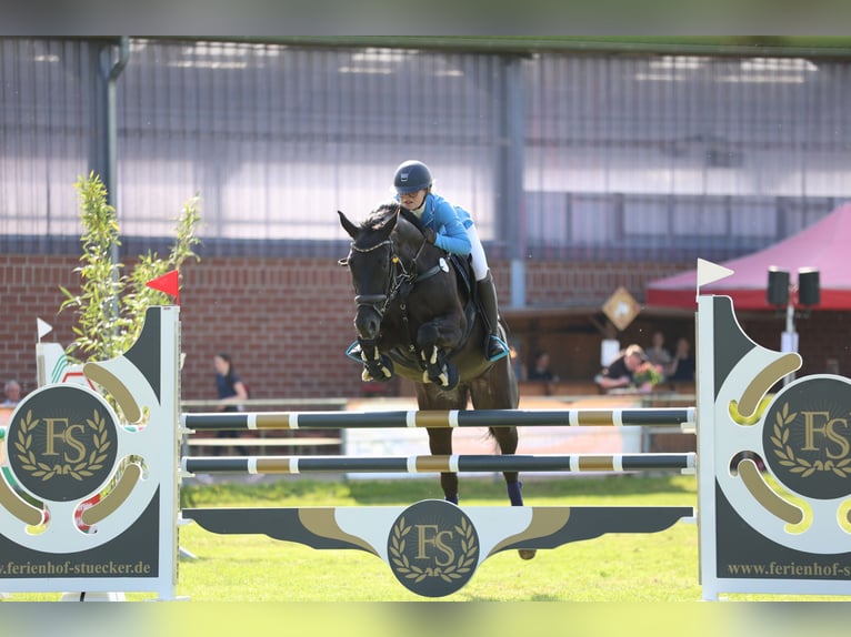 Hannover Giumenta 16 Anni 161 cm Morello in Neukirchen-Vluyn