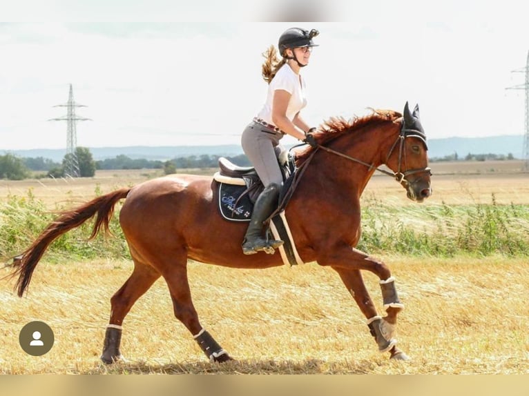 Hannover Giumenta 16 Anni 161 cm Sauro in Wolfenb&#xFC;ttel