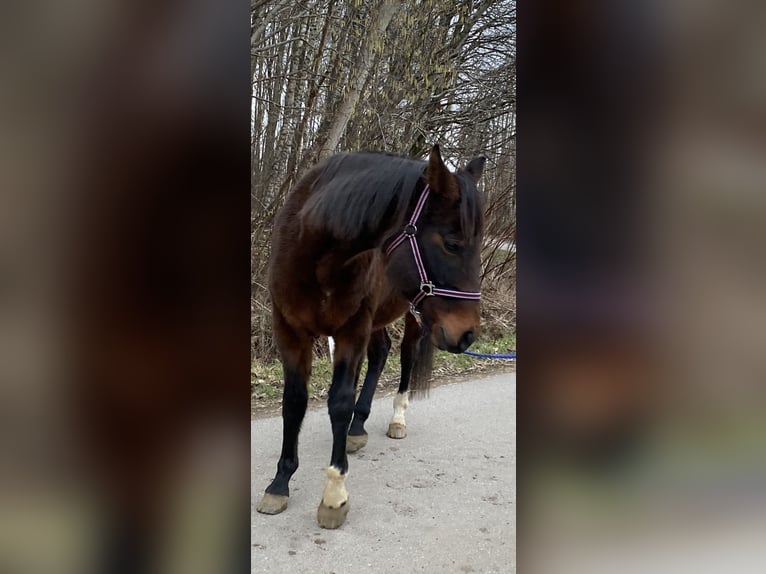 Hannover Giumenta 16 Anni 164 cm Baio in Norderstedt