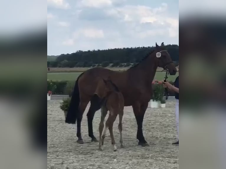Hannover Giumenta 16 Anni 164 cm Baio in Wahrenholz