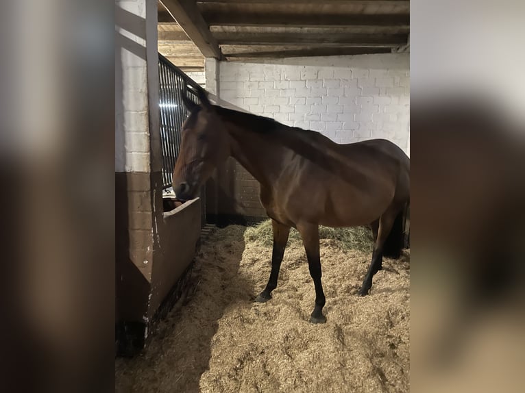 Hannover Giumenta 16 Anni 164 cm Baio in Wahrenholz
