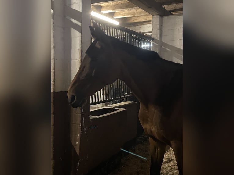 Hannover Giumenta 16 Anni 164 cm Baio in Wahrenholz