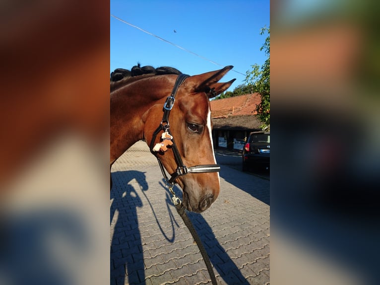 Hannover Giumenta 16 Anni 164 cm Baio in Schotten