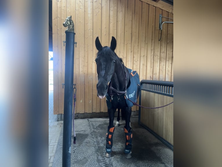 Hannover Giumenta 16 Anni 164 cm Morello in Baunatal