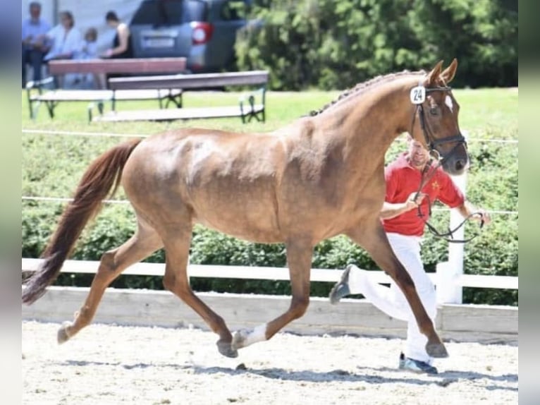 Hannover Giumenta 16 Anni 164 cm Sauro scuro in St. Stefan im Rosental