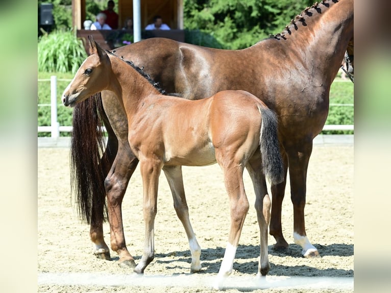Hannover Giumenta 16 Anni 164 cm Sauro scuro in St. Stefan im Rosental
