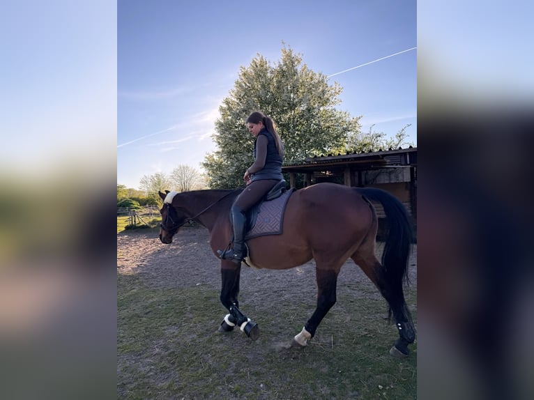 Hannover Giumenta 16 Anni 165 cm Sauro in Hohn