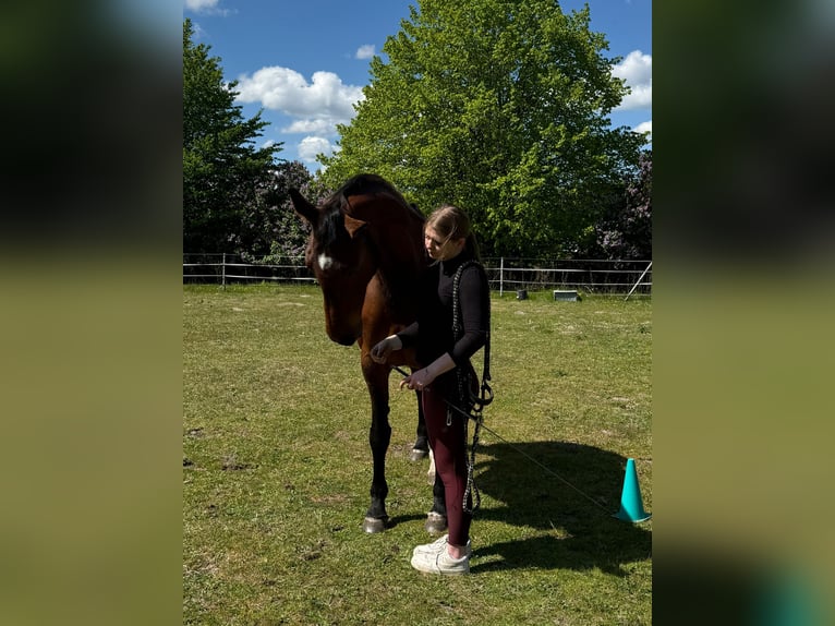 Hannover Giumenta 16 Anni 165 cm Sauro in Hohn