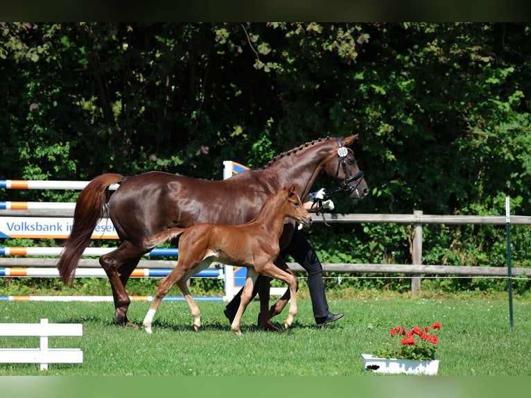 Hannover Giumenta 16 Anni 165 cm Sauro scuro in Emmerthal