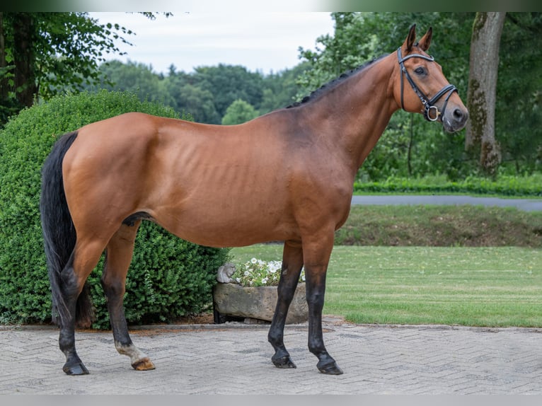Hannover Giumenta 16 Anni 166 cm Baio in Merzen