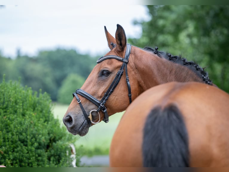 Hannover Giumenta 16 Anni 166 cm Baio in Merzen