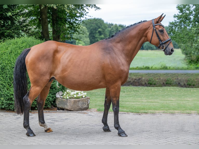 Hannover Giumenta 16 Anni 166 cm Baio in Merzen