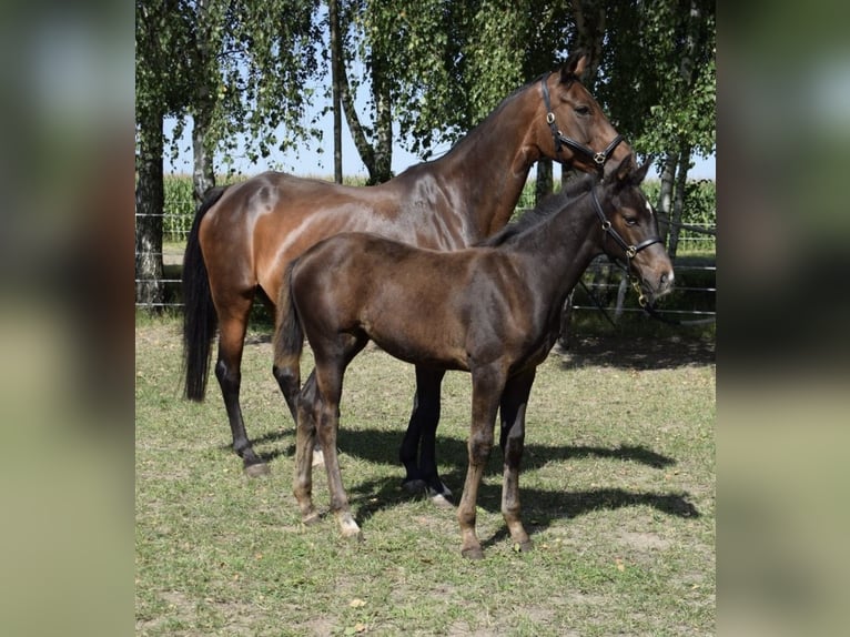 Hannover Giumenta 16 Anni 166 cm Baio in Heiligengrabe