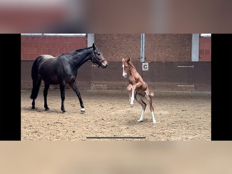 Hannover Giumenta 16 Anni 166 cm Baio scuro in Langwedel