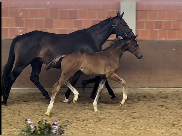 Hannover Giumenta 16 Anni 166 cm Baio scuro in Langwedel