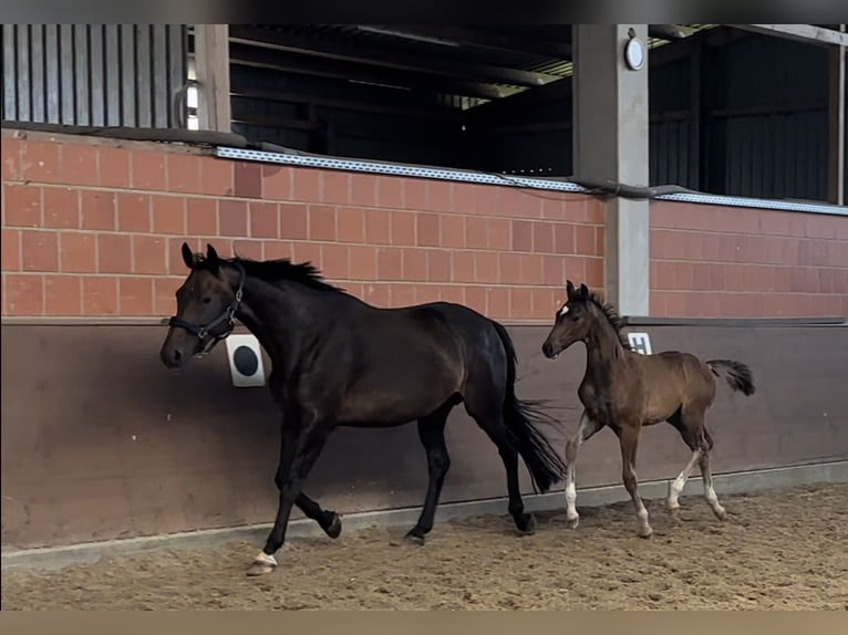 Hannover Giumenta 16 Anni 166 cm Baio scuro in Langwedel