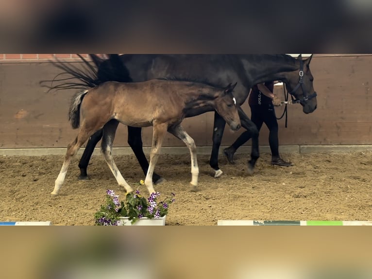 Hannover Giumenta 16 Anni 166 cm Baio scuro in Langwedel