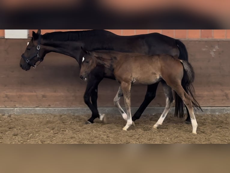 Hannover Giumenta 16 Anni 166 cm Baio scuro in Langwedel