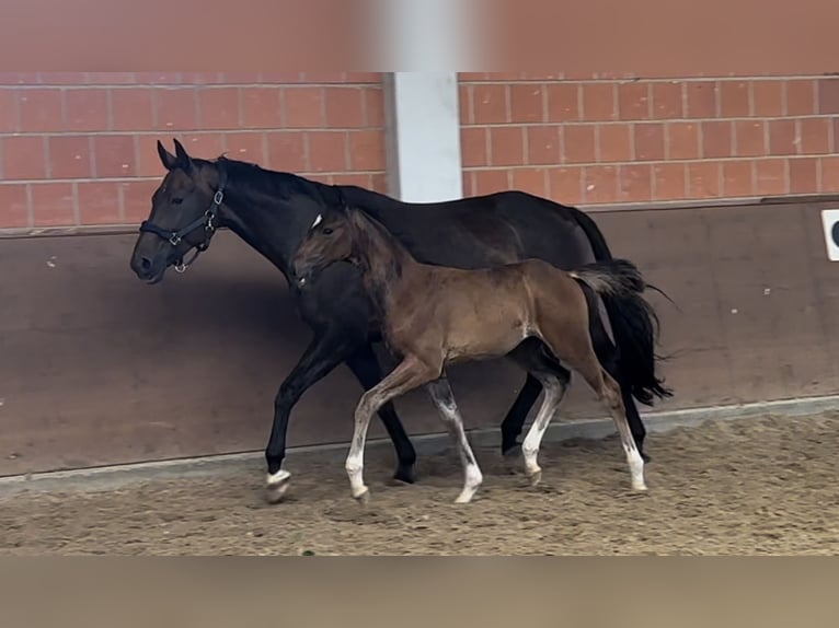 Hannover Giumenta 16 Anni 166 cm Baio scuro in Langwedel