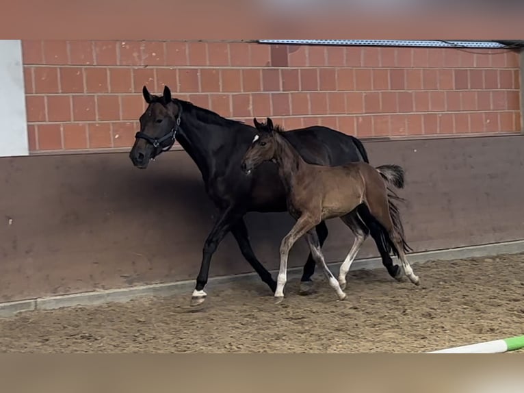 Hannover Giumenta 16 Anni 166 cm Baio scuro in Langwedel