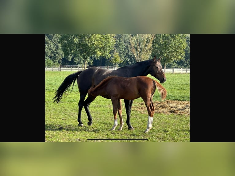 Hannover Giumenta 16 Anni 166 cm Baio scuro in Langwedel