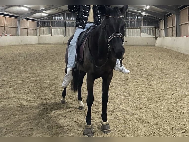 Hannover Giumenta 16 Anni 167 cm Morello in Paderborn