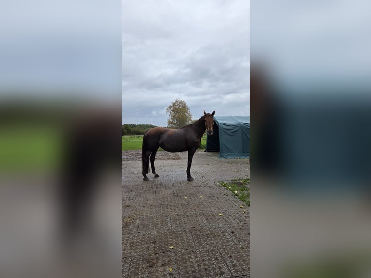 Hannover Giumenta 16 Anni 167 cm Sauro scuro in Vastorf