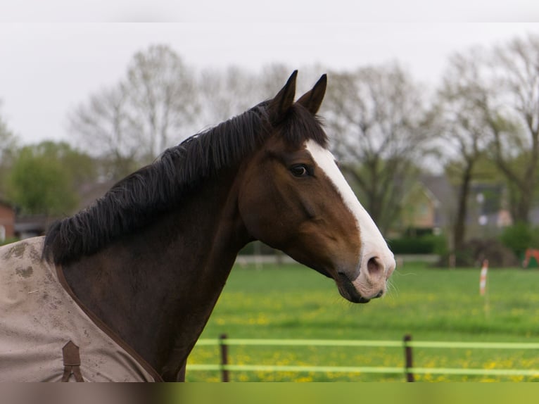 Hannover Giumenta 16 Anni 168 cm Baio in Lamstedt