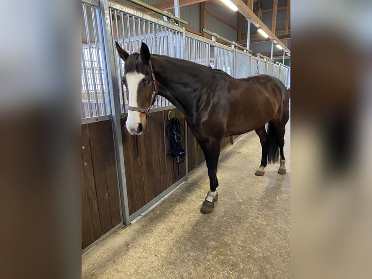 Hannover Giumenta 16 Anni 168 cm Baio in Lamstedt