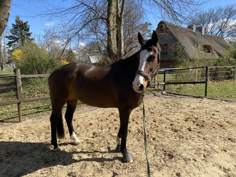Hannover Giumenta 16 Anni 168 cm Baio in Lamstedt