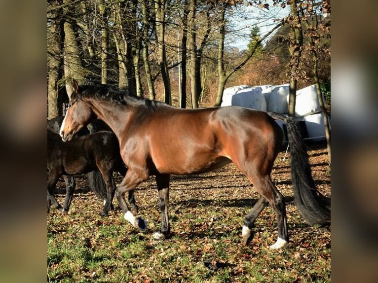 Hannover Giumenta 16 Anni 168 cm Baio in Lamstedt