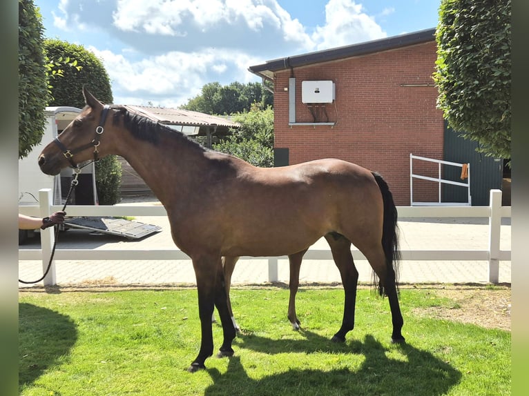 Hannover Giumenta 16 Anni 168 cm Baio in Eydelstedt