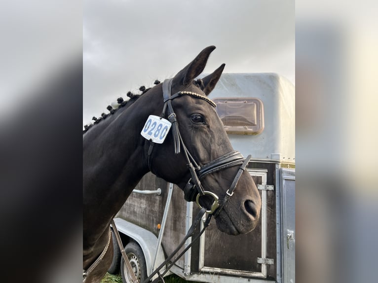 Hannover Giumenta 16 Anni 168 cm Baio nero in Loxstedt