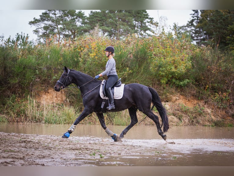 Hannover Giumenta 16 Anni 168 cm Baio nero in Loxstedt
