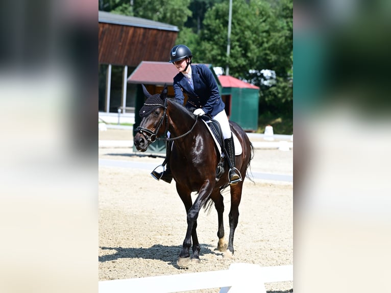 Hannover Giumenta 16 Anni 168 cm Baio scuro in Igls