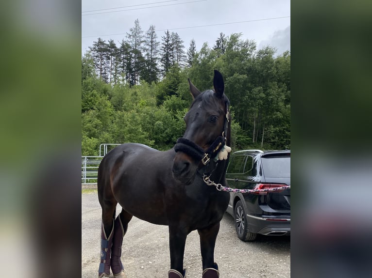 Hannover Giumenta 16 Anni 168 cm Baio scuro in Igls