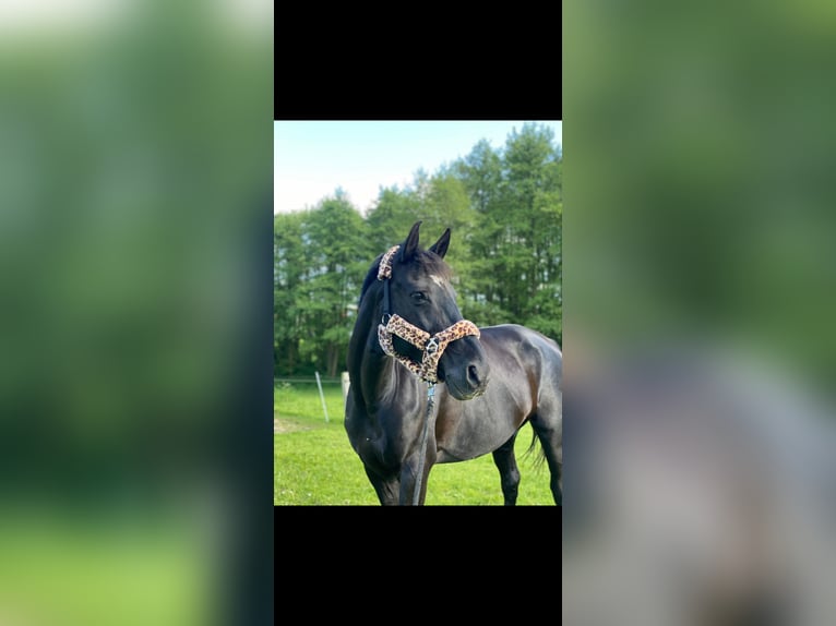 Hannover Giumenta 16 Anni 168 cm Morello in KasselKassel