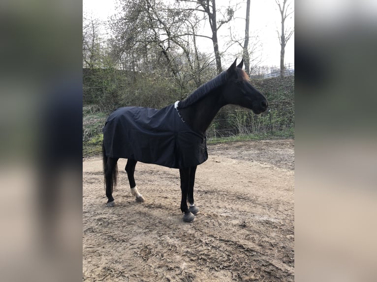 Hannover Giumenta 16 Anni 168 cm Morello in KasselKassel