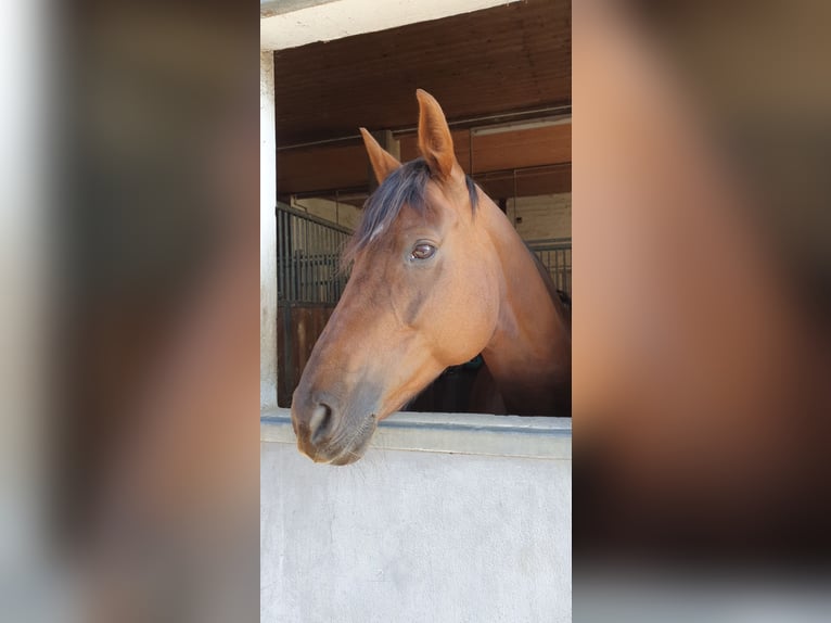 Hannover Giumenta 16 Anni 168 cm Sauro scuro in Nordstemmen