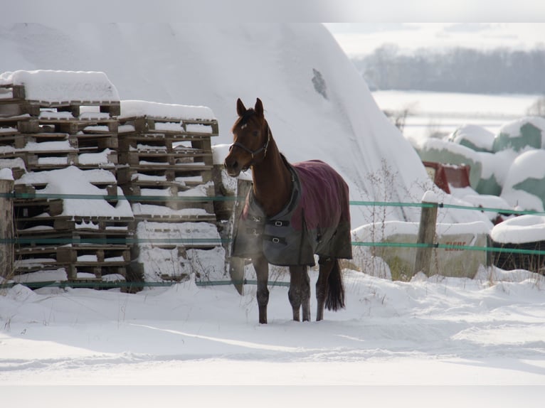 Hannover Giumenta 16 Anni 168 cm Sauro scuro in Nordstemmen