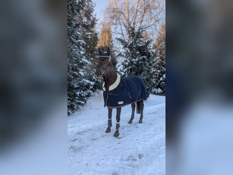 Hannover Giumenta 16 Anni 168 cm Sauro scuro in Nordstemmen