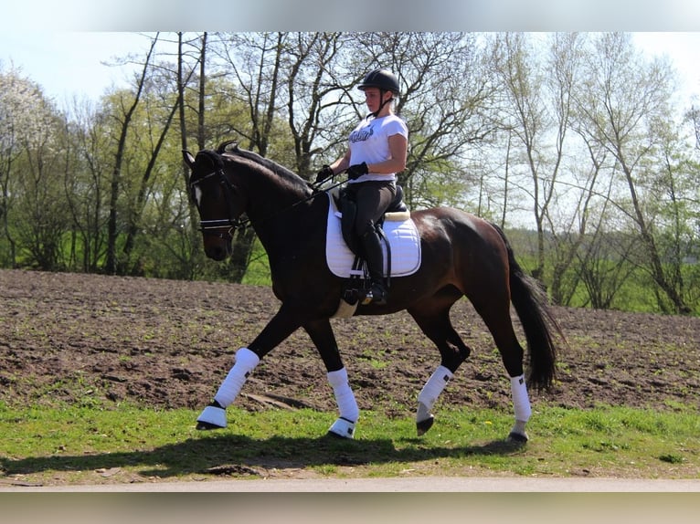 Hannover Giumenta 16 Anni 169 cm Baio scuro in Mesum