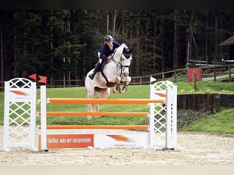 Hannover Giumenta 16 Anni 169 cm Grigio in Ahrensbök
