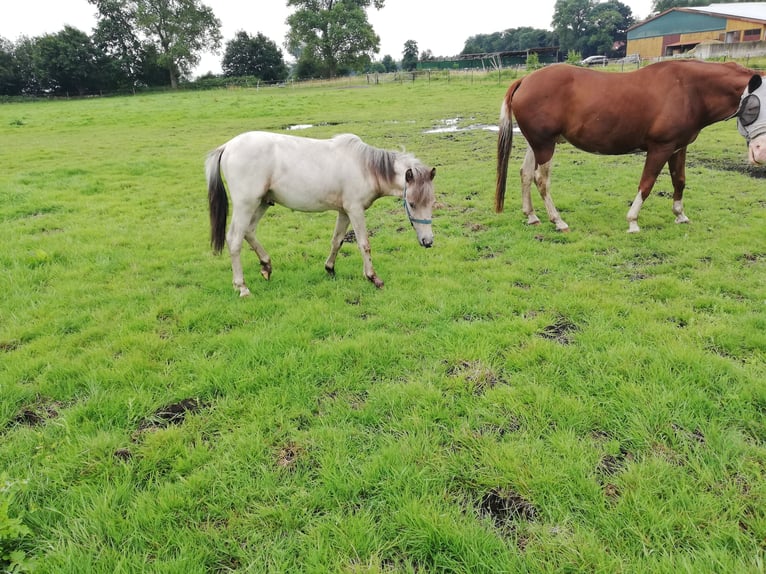 Hannover Giumenta 16 Anni 170 cm Baio in Oyten