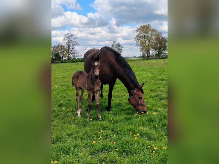 Hannover Giumenta 16 Anni 170 cm Baio in Oyten