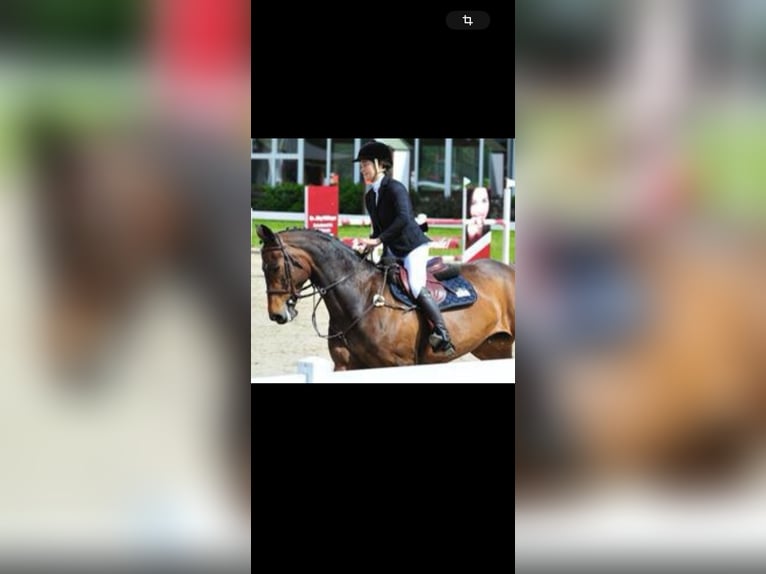 Hannover Giumenta 16 Anni 170 cm Baio scuro in M&#xFC;nzenberg