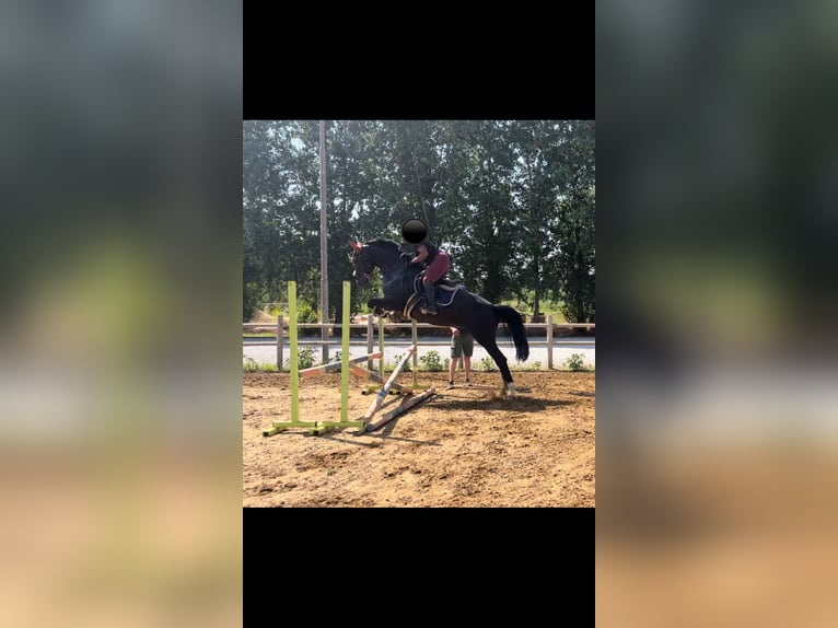 Hannover Giumenta 16 Anni 170 cm Morello in Lodi