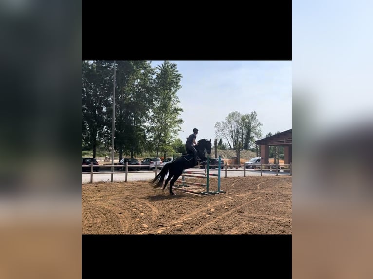 Hannover Giumenta 16 Anni 170 cm Morello in Lodi