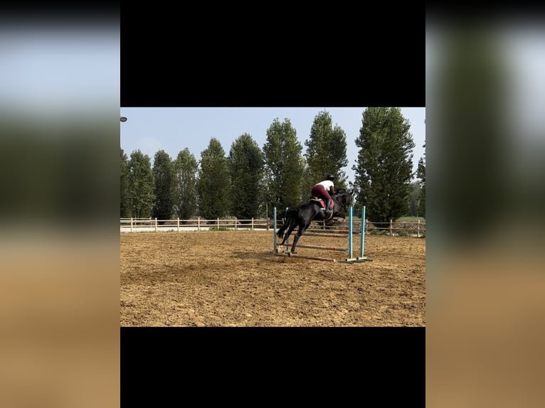 Hannover Giumenta 16 Anni 170 cm Morello in Lodi